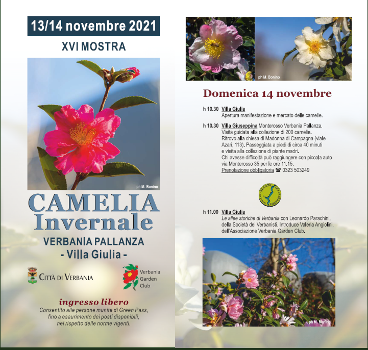 Camelia invernale Verbania